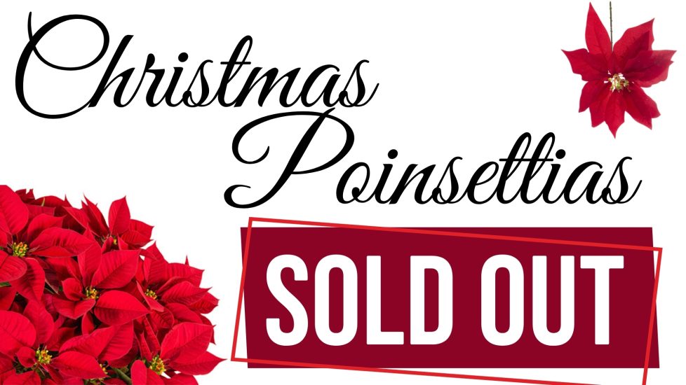 Poinsettias 2025 - Slide (1)